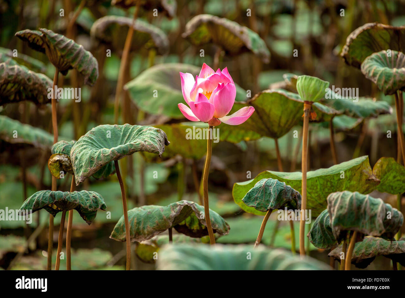 Fiore di loto, fiore di loto (Nelumbo nucifera), Tempio Pura Taman Saraswati, Ubud, Bali, Indonesia, Asia Foto Stock