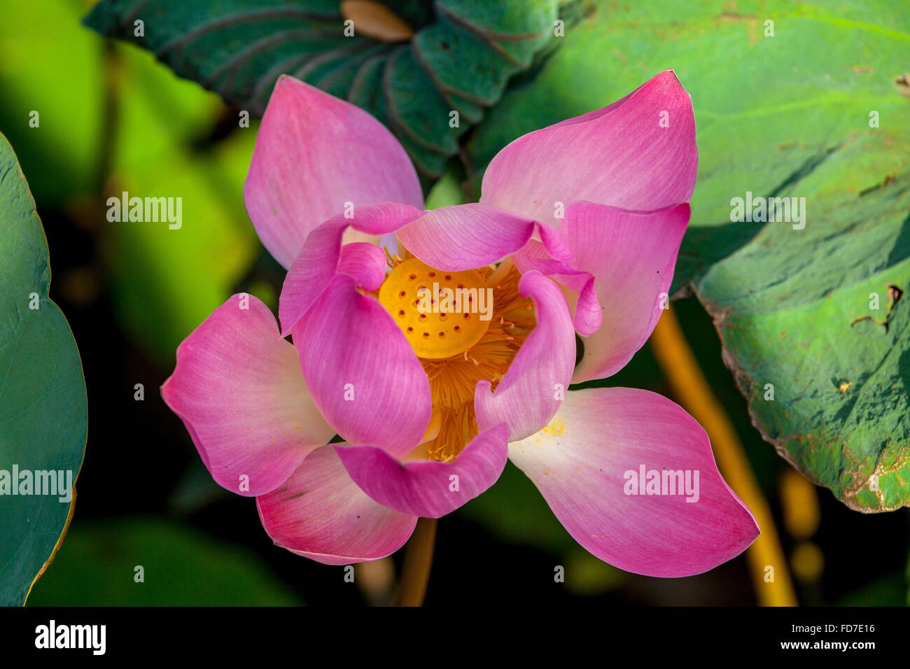 Fiore di loto, fiore di loto (Nelumbo nucifera), Tempio Pura Taman Saraswati, Ubud, Bali, Indonesia, Asia Foto Stock