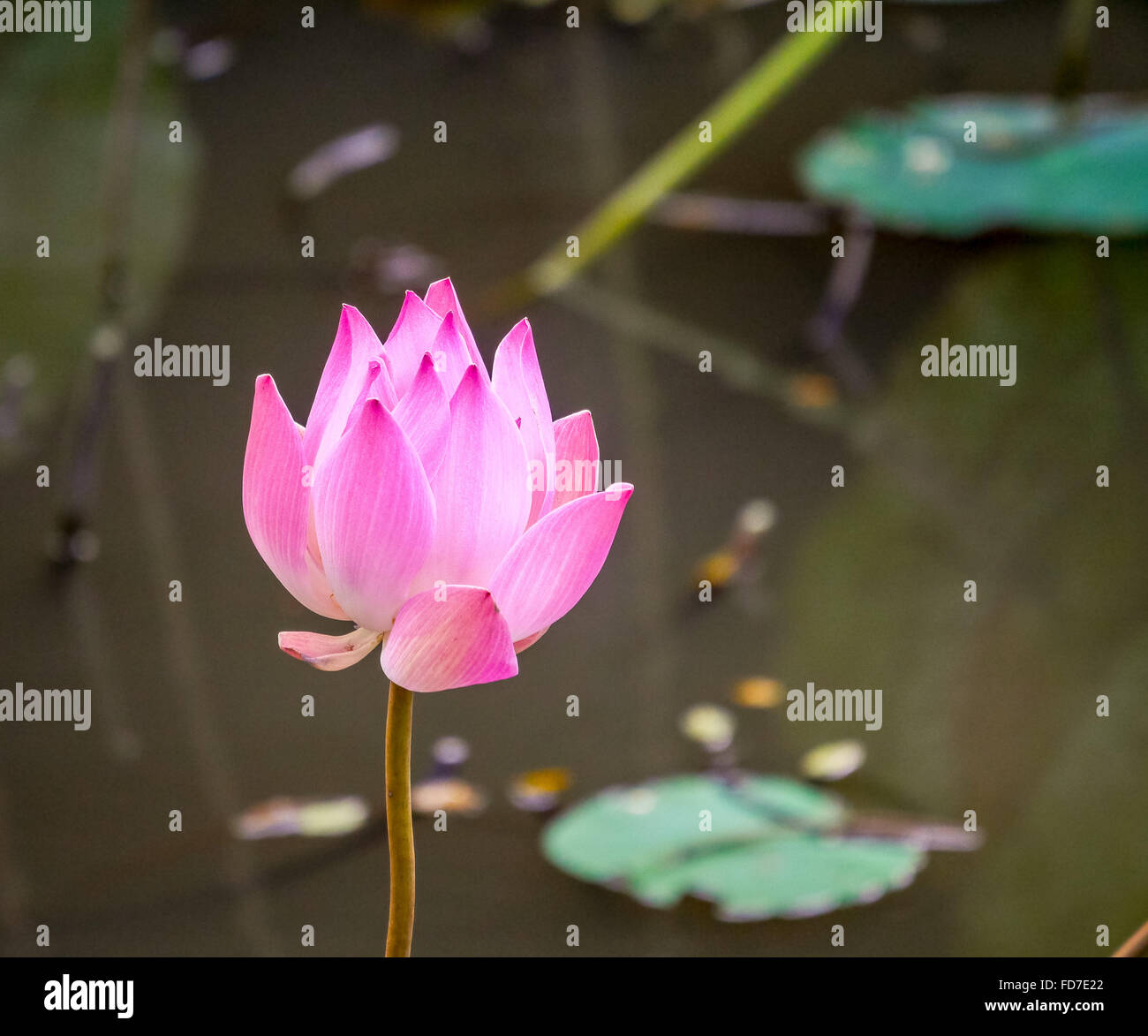 Fiore di loto, fiore di loto (Nelumbo nucifera), Tempio Pura Taman Saraswati, Ubud, Bali, Indonesia, Asia Foto Stock