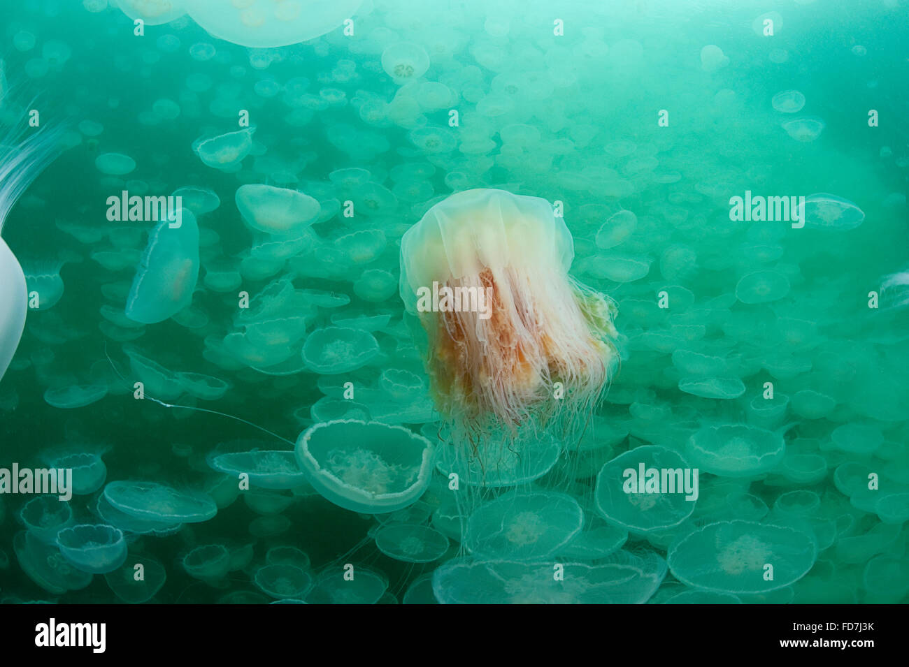 Leone la criniera meduse, Cyanea capillata, nuoto attraverso uno sciame di luna gelatine, Aurelia aurita, Porto Fidalgo, Alaska, STATI UNITI D'AMERICA Foto Stock