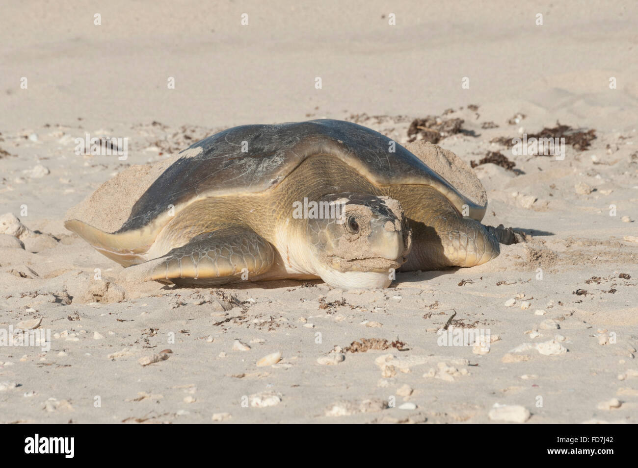 Flatback australiano tartaruga di mare (Natator depressus), endemica, femmina tornando al mare dopo il nesting, Australia occidentale Foto Stock