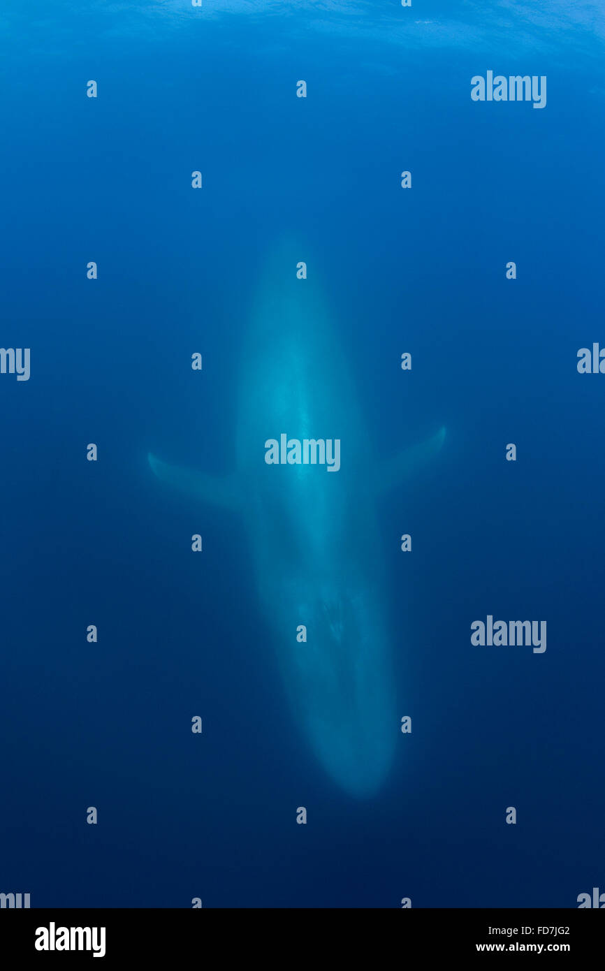 Balena Blu ( Balaenoptera musculus ) immersioni subacquee, specie in via di estinzione, CALIFORNIA, STATI UNITI D'AMERICA ( Oceano Pacifico orientale ) Foto Stock