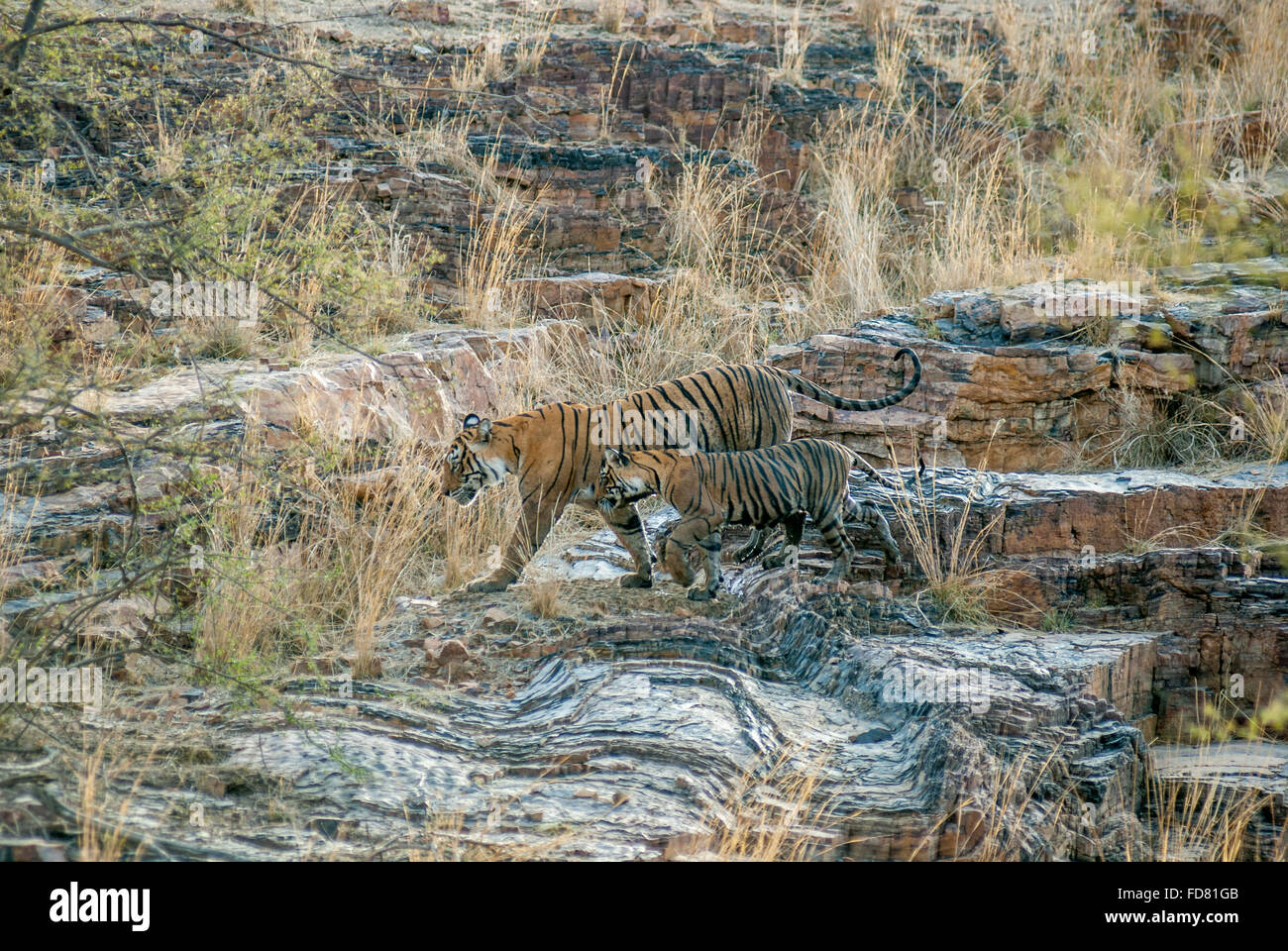 Tigre del Bengala machali spostando il suo cucciolo sulle colline al Ranthambore riserva della tigre, India. ( Panthera Tigris ) Foto Stock