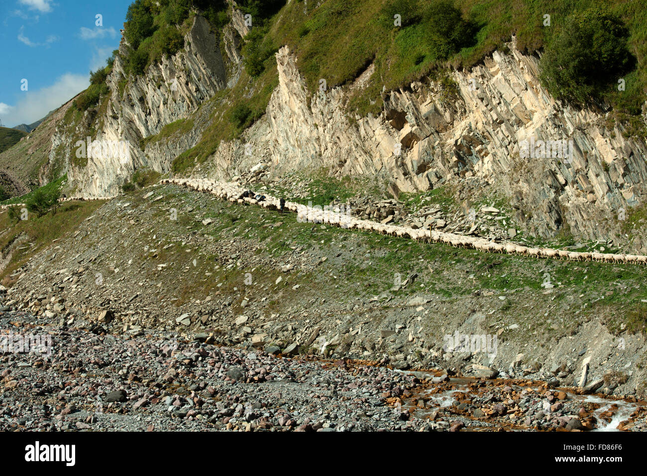 Georgien, Mtskheta-Mtianeti, Schafherde mit Hirten südlich von Stepansminda, Foto Stock