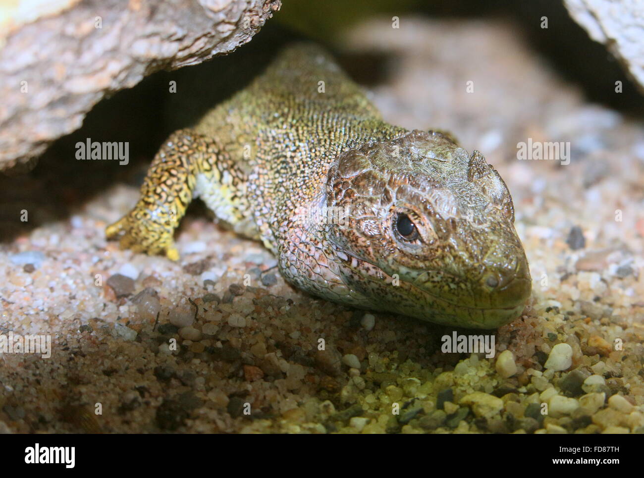 Primo piano di una Europa Meridionale lucertola verde (Lacerta viridis) Foto Stock