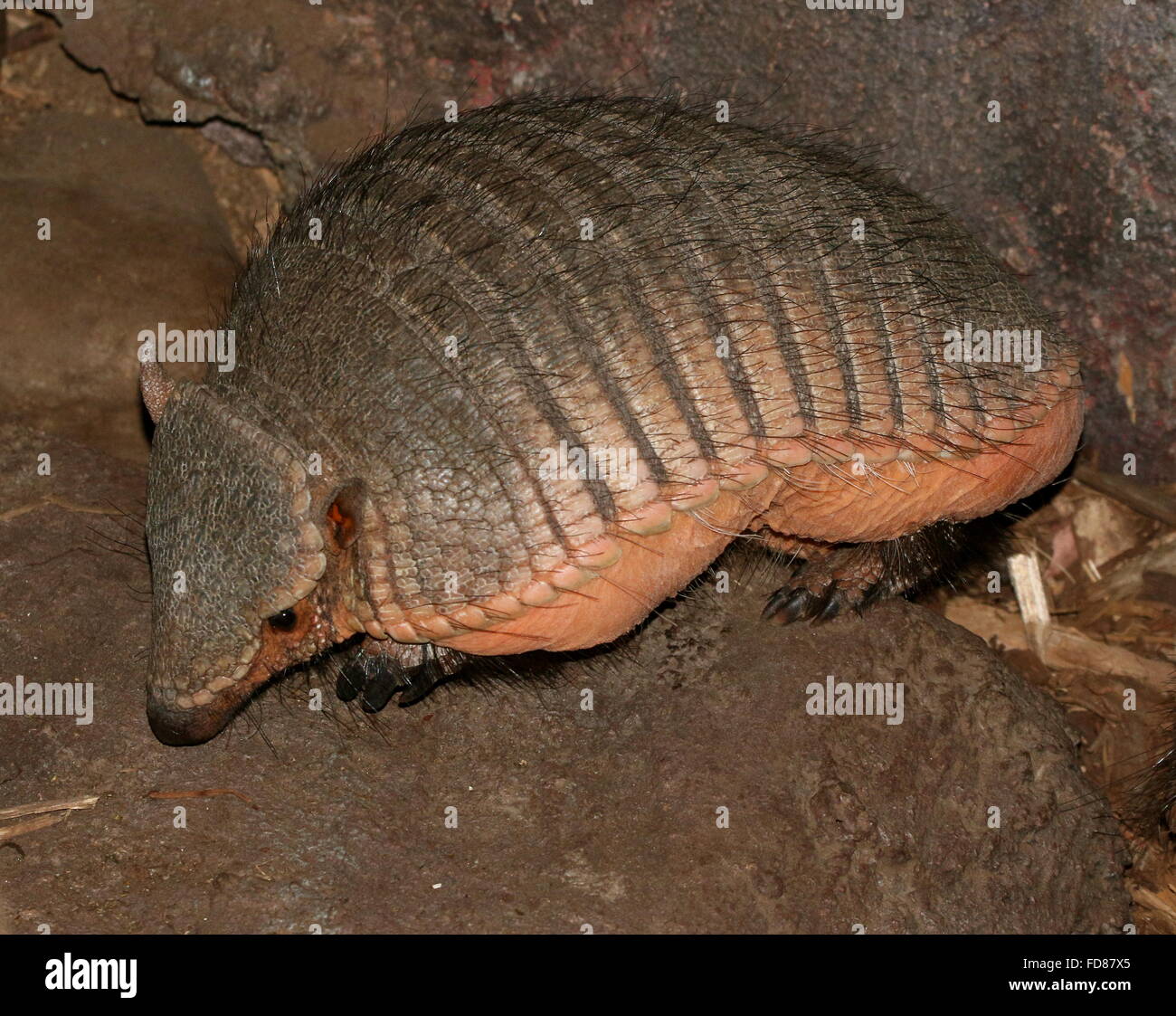 Sud Americana big hairy armadillo (Chaetophractus villosus) Foto Stock