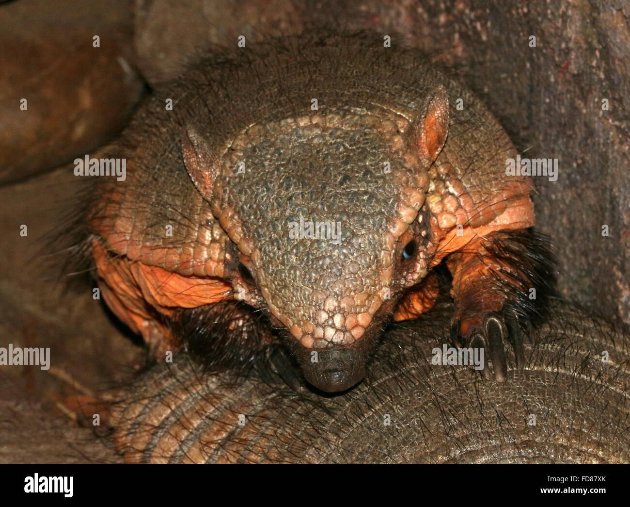 Sud Americana big hairy armadillo (Chaetophractus villosus) sulla parte superiore della sua mate Foto Stock