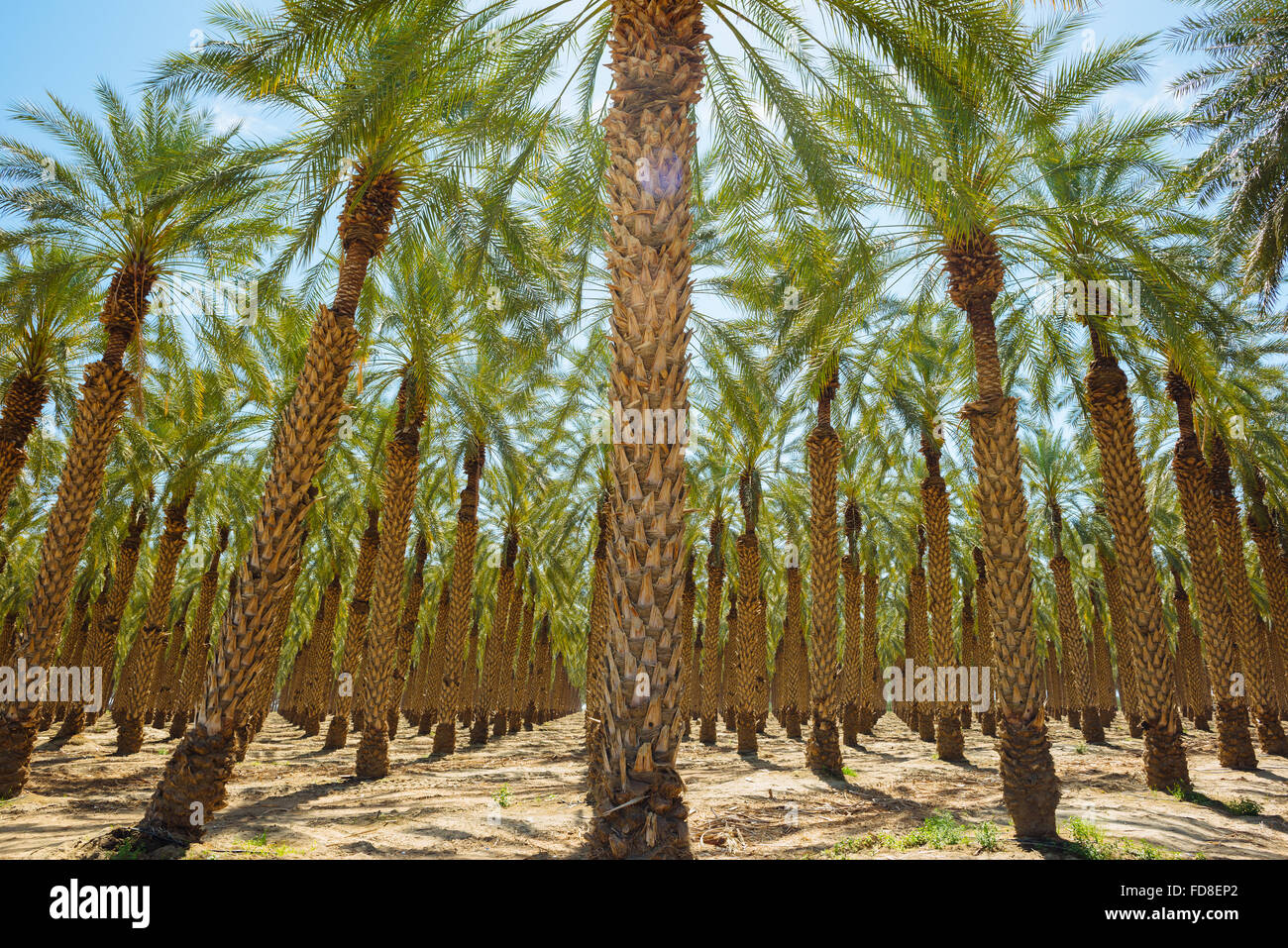 Un Palm tree farm in Imperial County, California Foto Stock