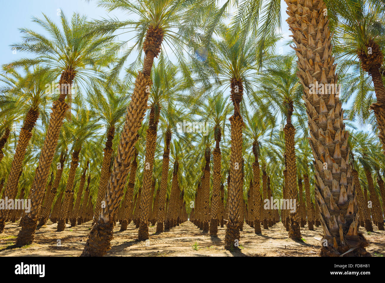 Un Palm tree farm in Imperial County, California Foto Stock