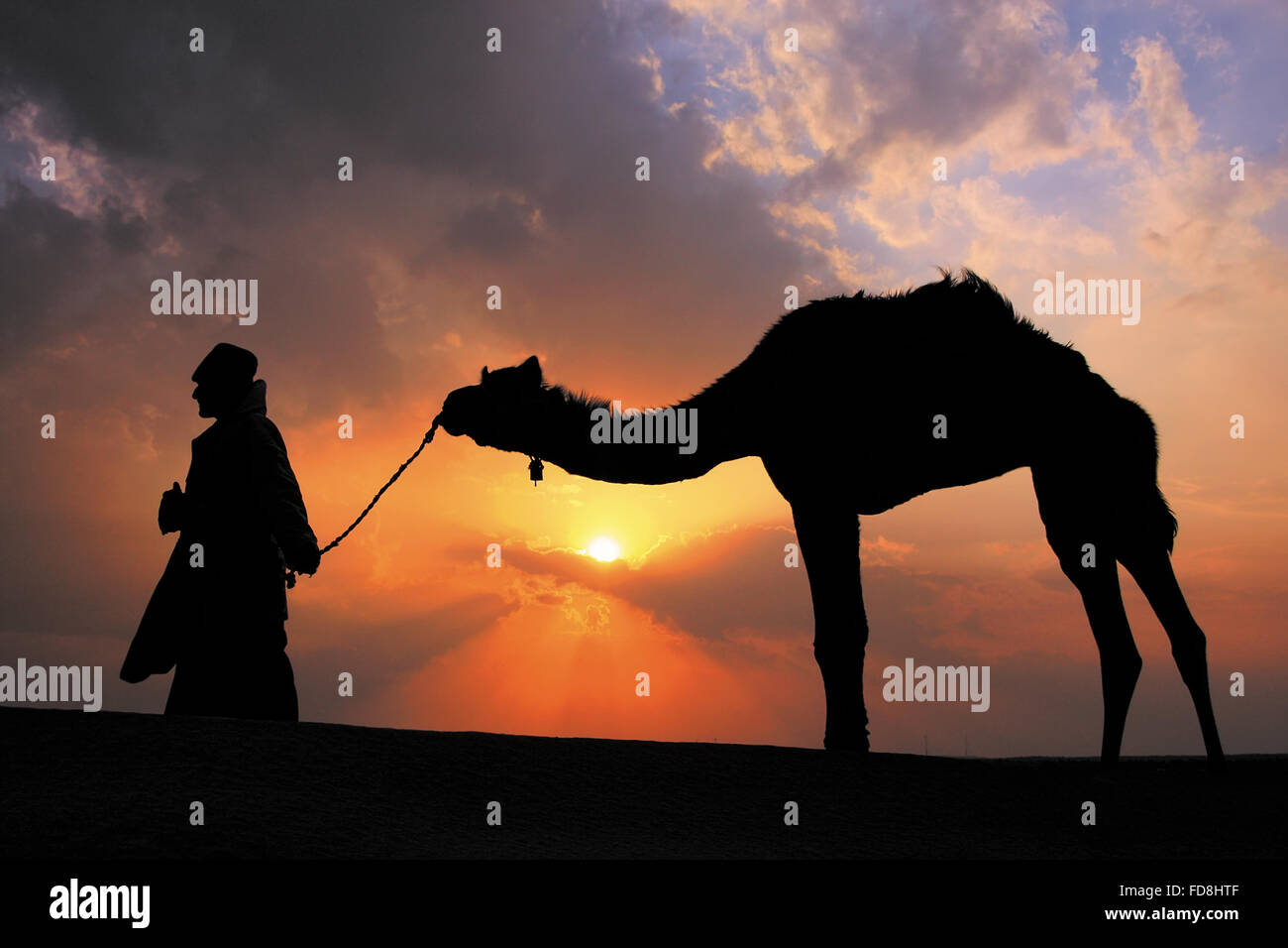 Stagliano beduino a piedi con il suo cammello al tramonto, il deserto di Thar vicino a Jaisalmer, Rajasthan, India Foto Stock