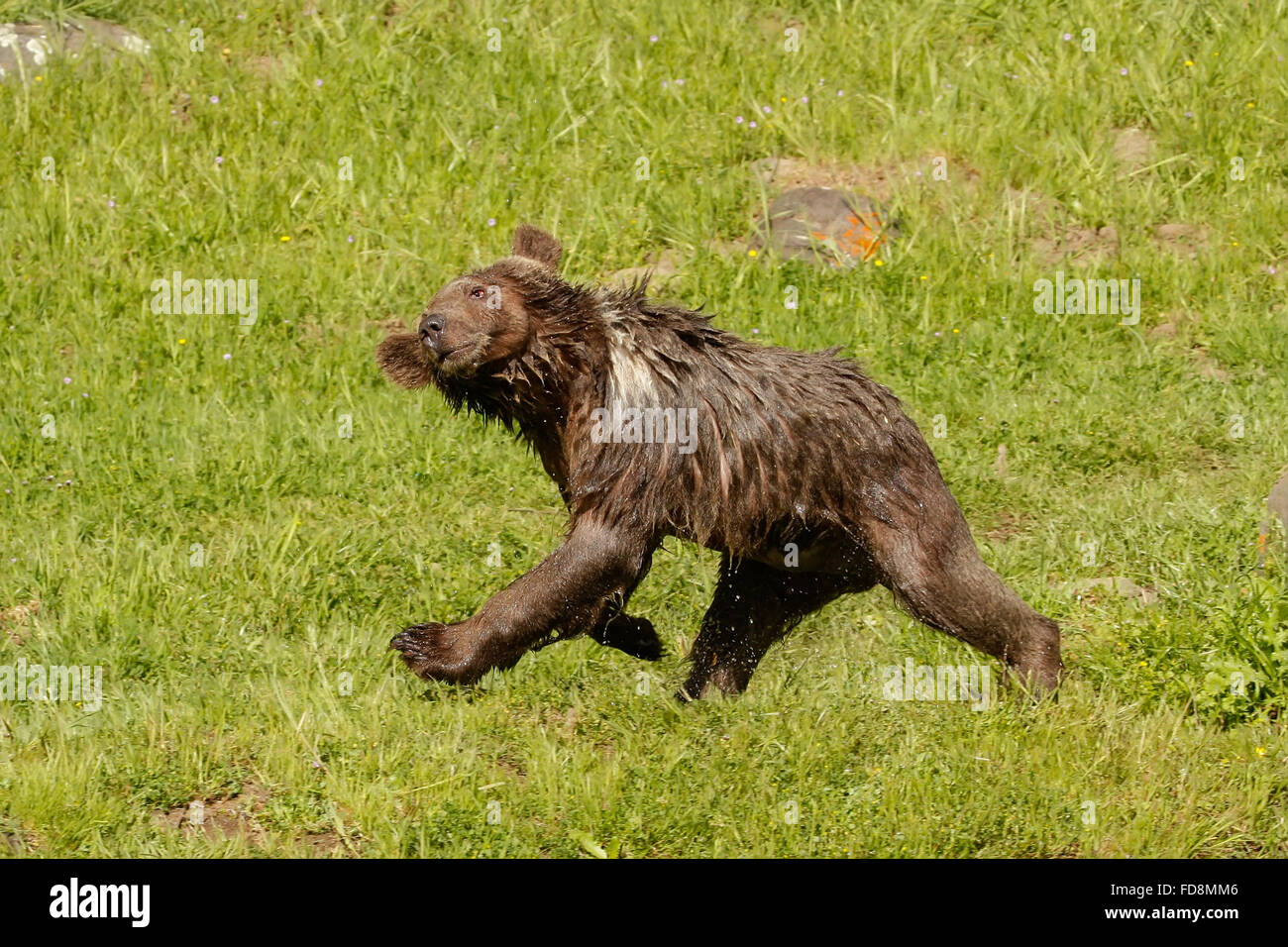 Giovani orso grizzly (Ursus arctos) agitando l'acqua fuori dopo il nuoto Foto Stock