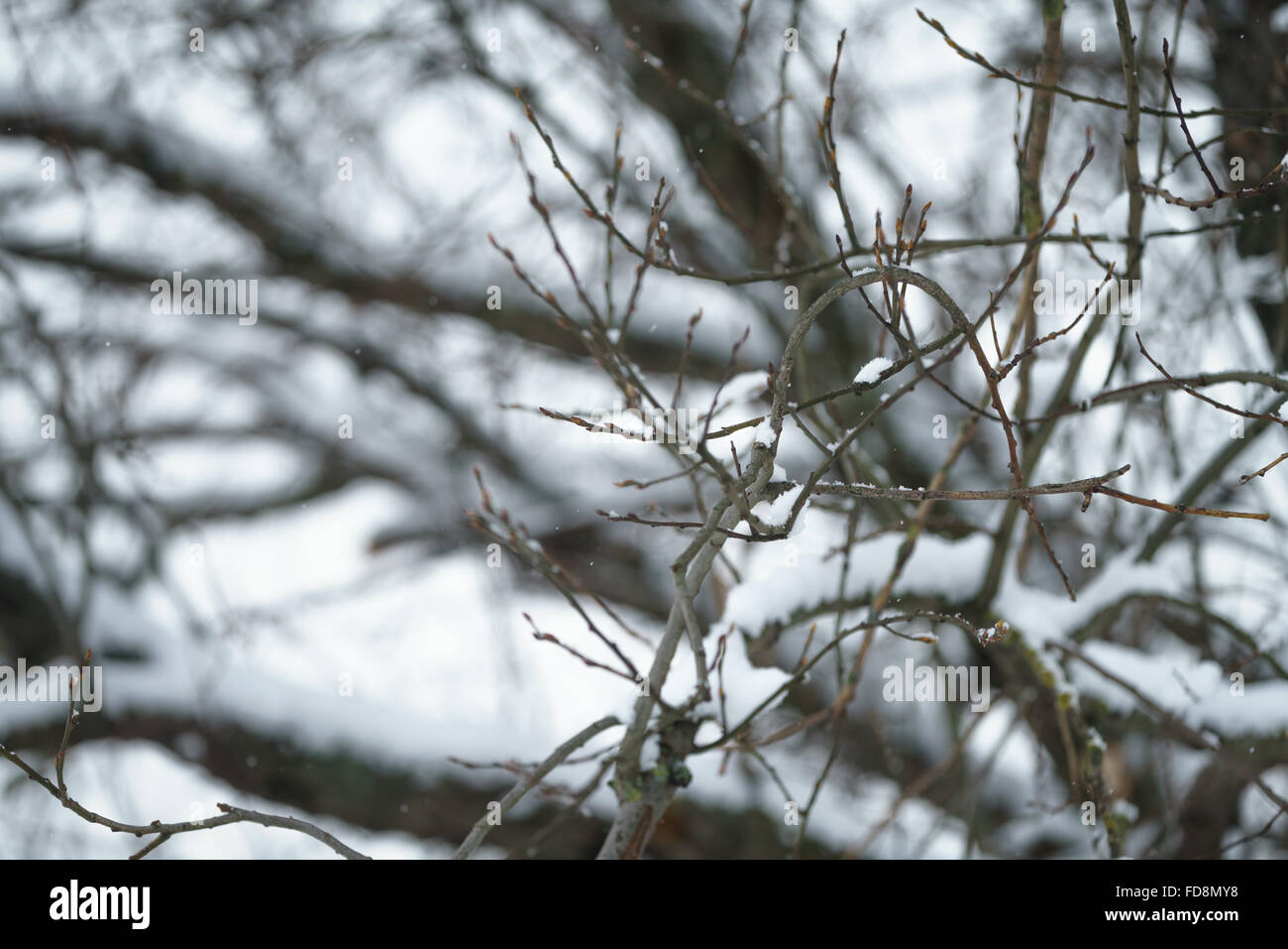 Congelati a rami di alberi coperti di neve Foto Stock