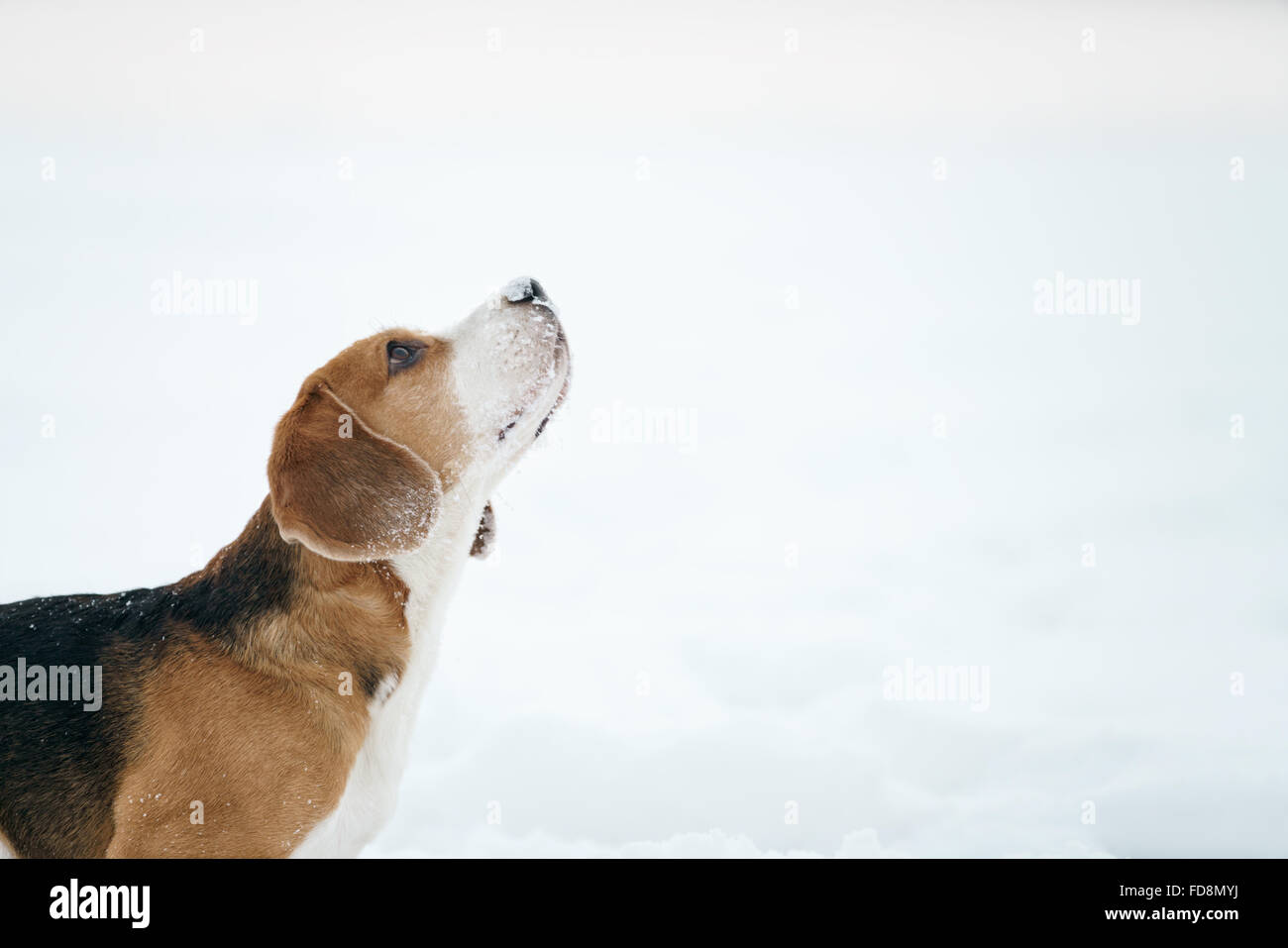 Cane beagle ritratto all'aperto in inverno Foto Stock