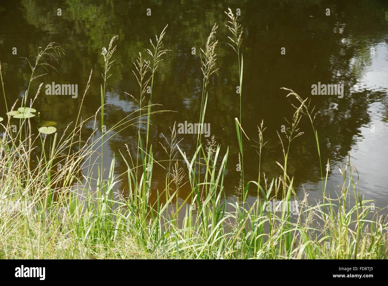 Erba estate sull'acqua con albero riflessioni sullo sfondo. Foto Stock