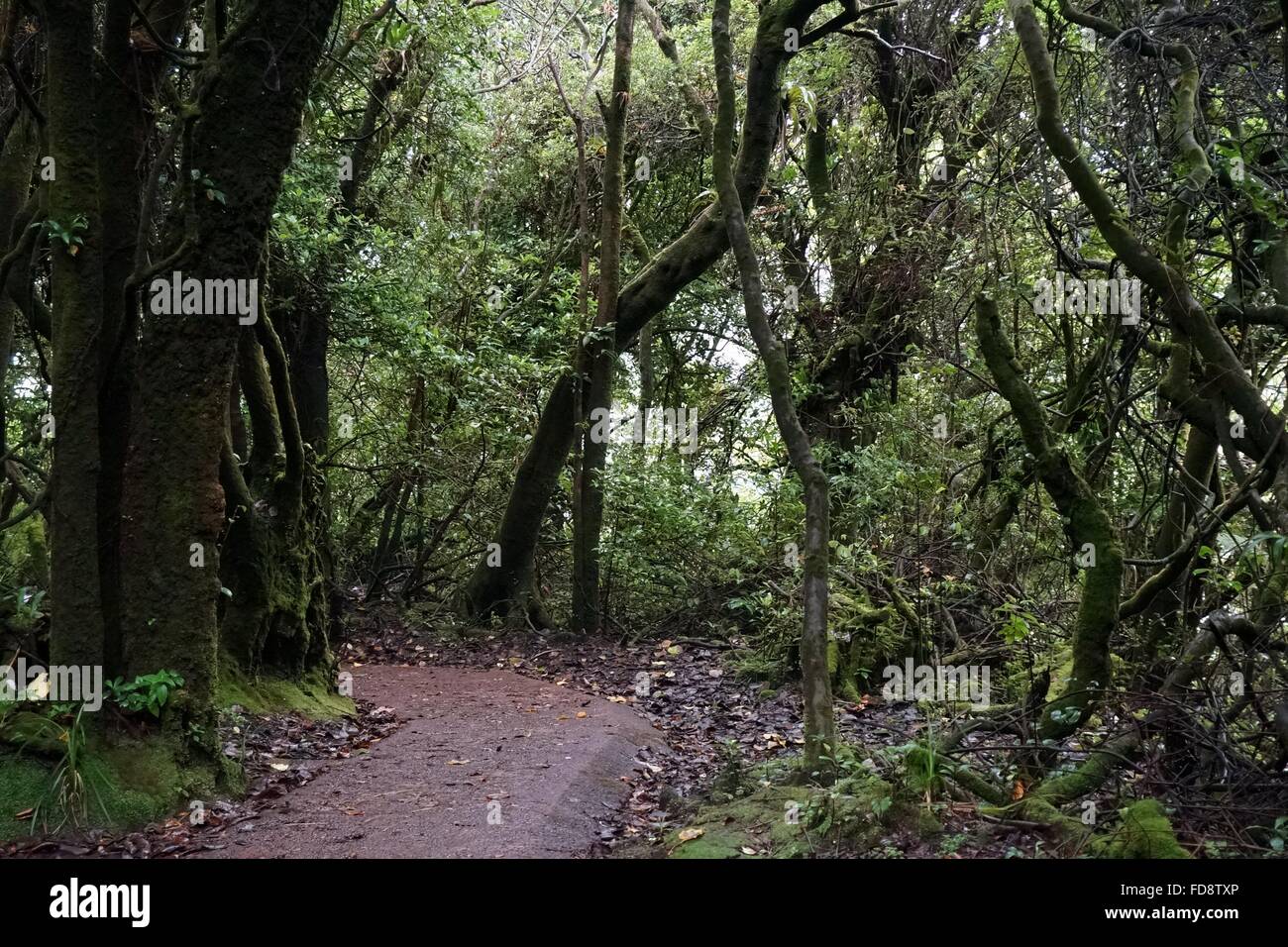 Passeggiata attraverso la foresta nuvolosa, il Parco Nazionale del Vulcano Poas, Costa Rica Foto Stock