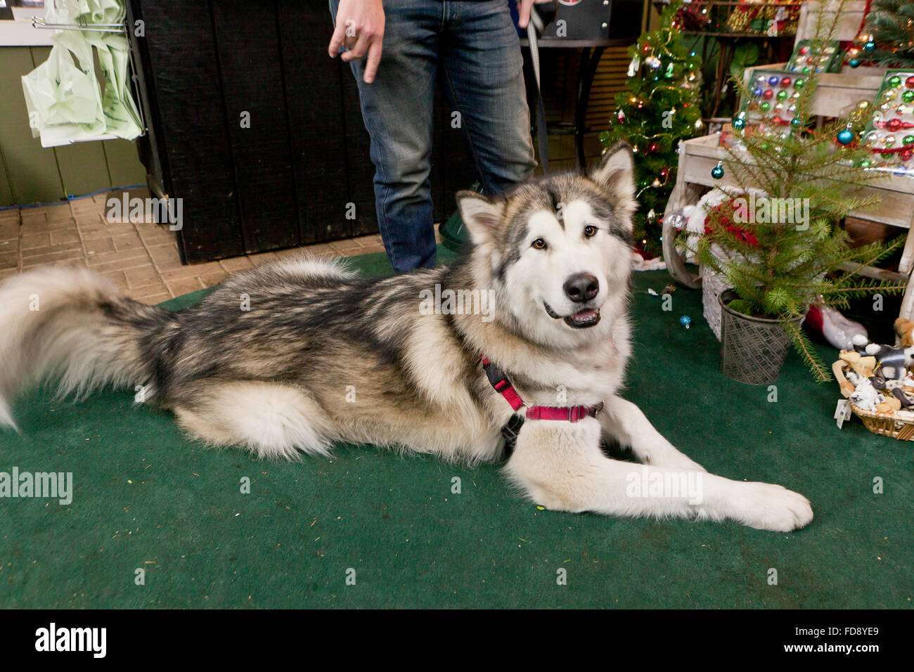 Alaskan Malamute (Canis lupus familiaris) e proprietario - USA Foto Stock