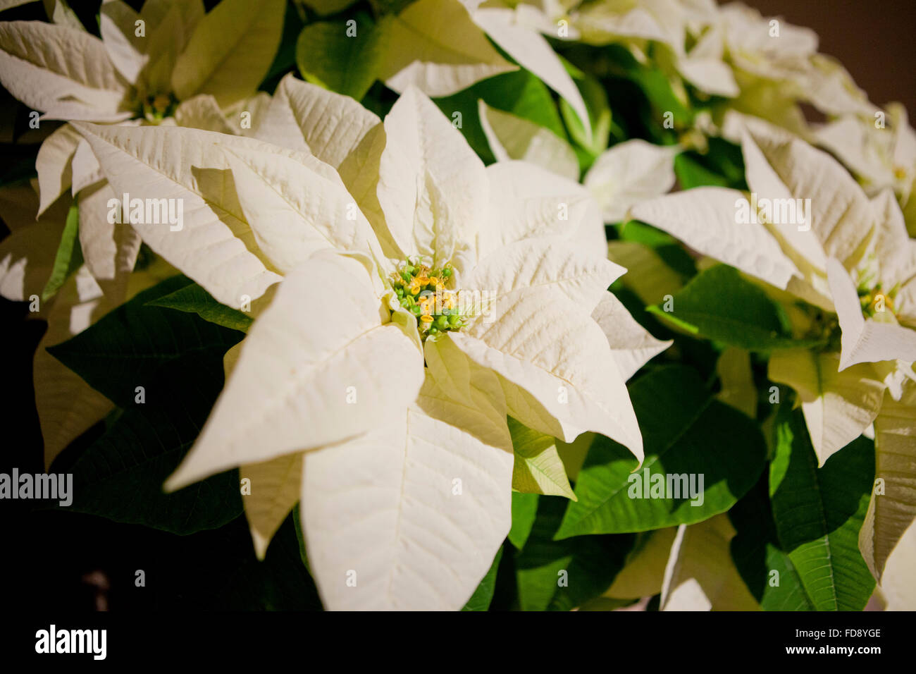 White Poinsettia piante (Euphorbia pulcherrima) Foto Stock