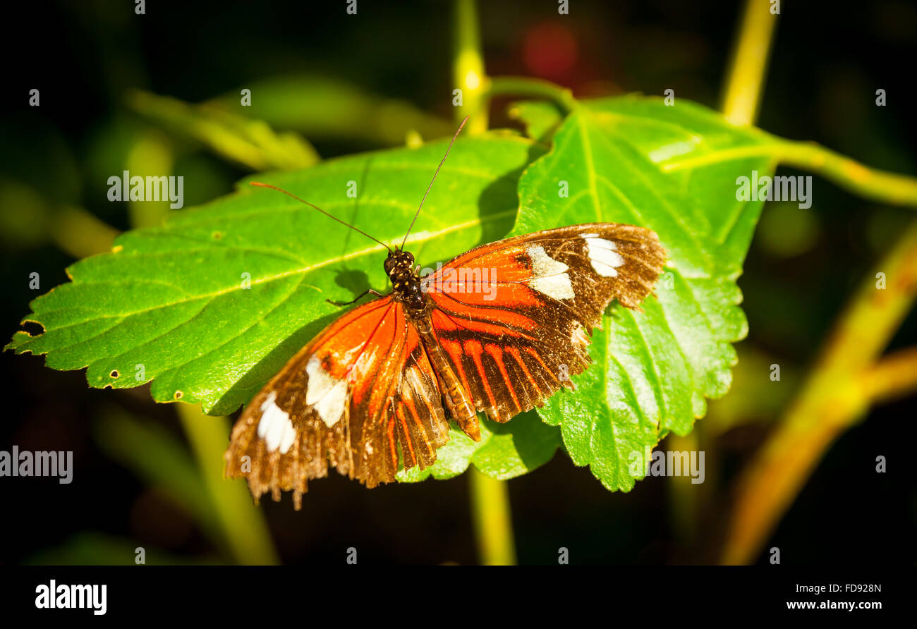 Butterfly Orange Wings con macchie bianche ali aperte sulla foglia verde. Foto Stock