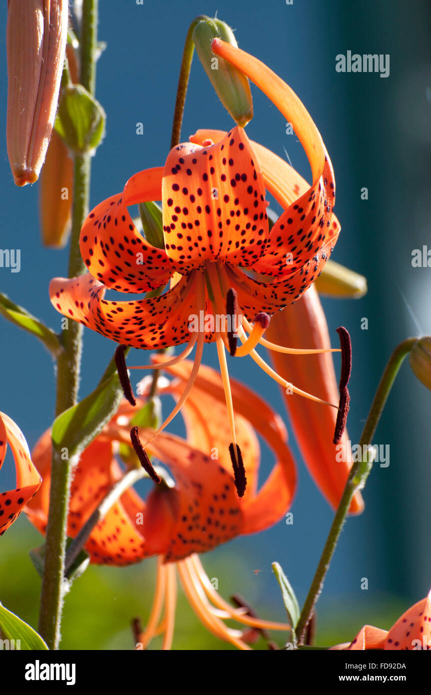 Tiger Gigli con stami fotografato presso l'Olympia Farmers Market giardini in Olympia, WA. Foto Stock