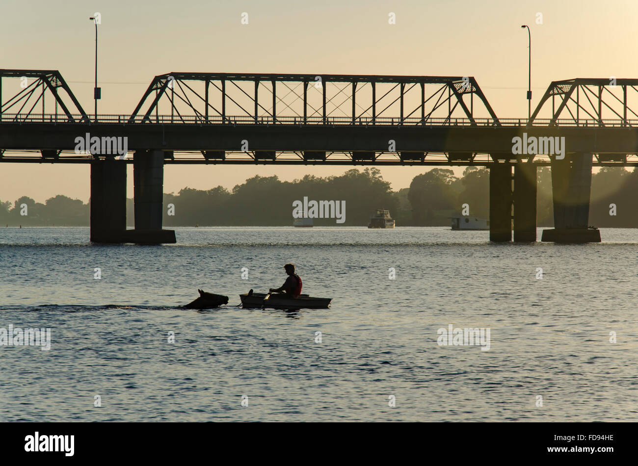 L'allenatore di cavalli Peter Doody fila un piccolo dingy mentre il suo cavallo da corsa Rainbow Fighter nuoterà dietro di lui vicino a Nowra Bridge nel fiume Shoalhaven, Australia Foto Stock