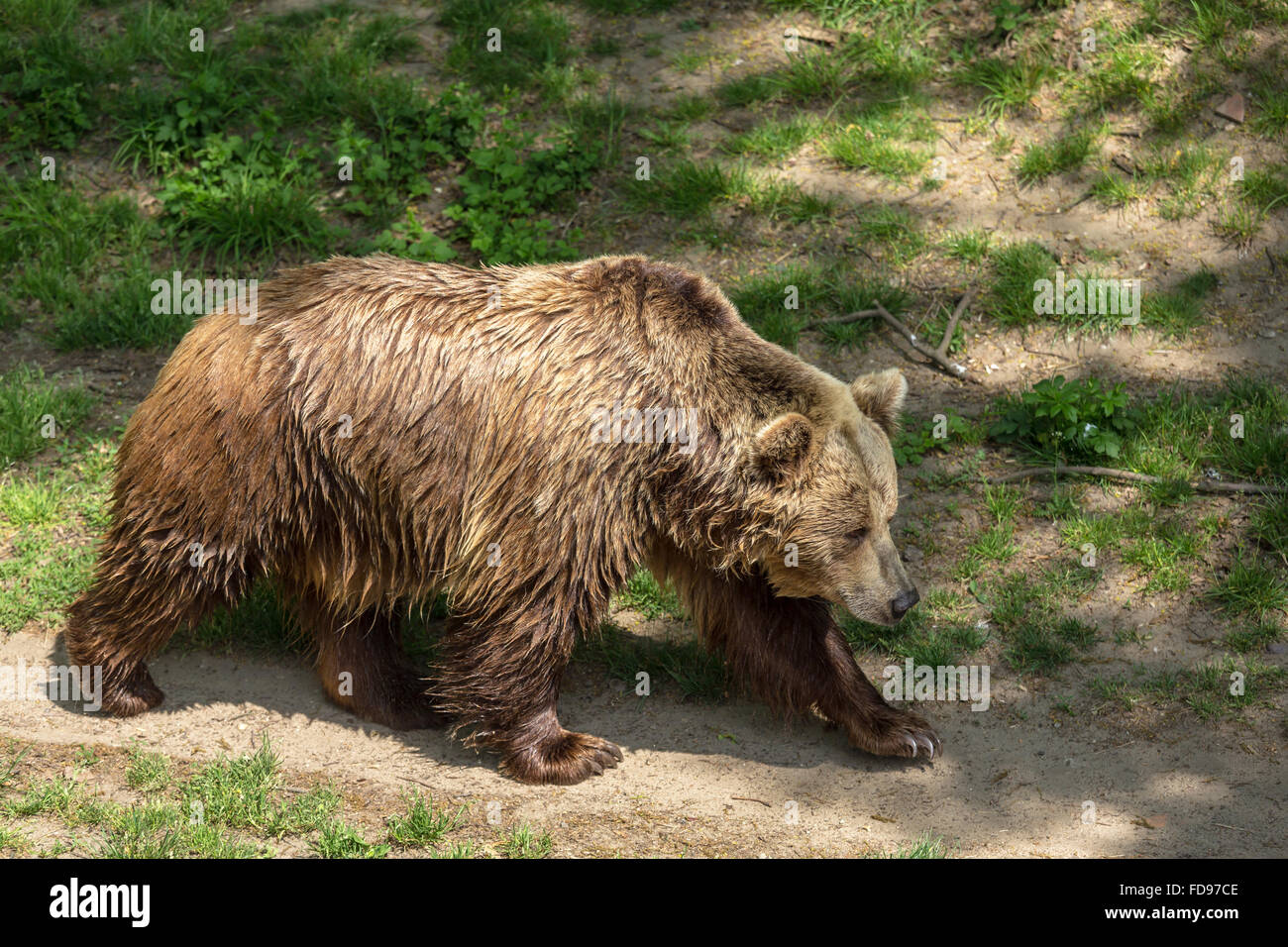 Wroclaw, Polonia, orso bruno in zoo di Wroclaw Foto Stock