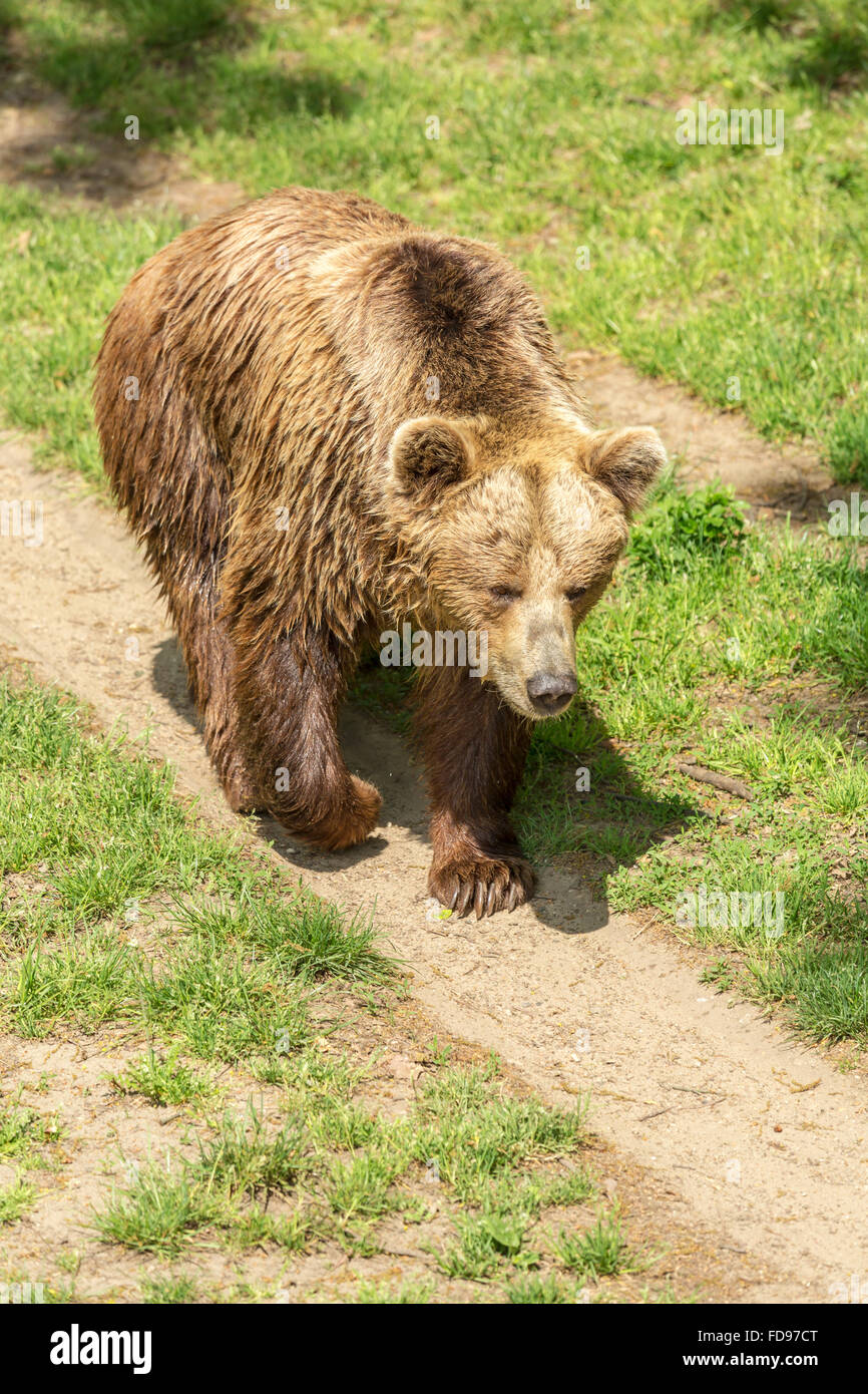 Wroclaw, Polonia, orso bruno in zoo di Wroclaw Foto Stock