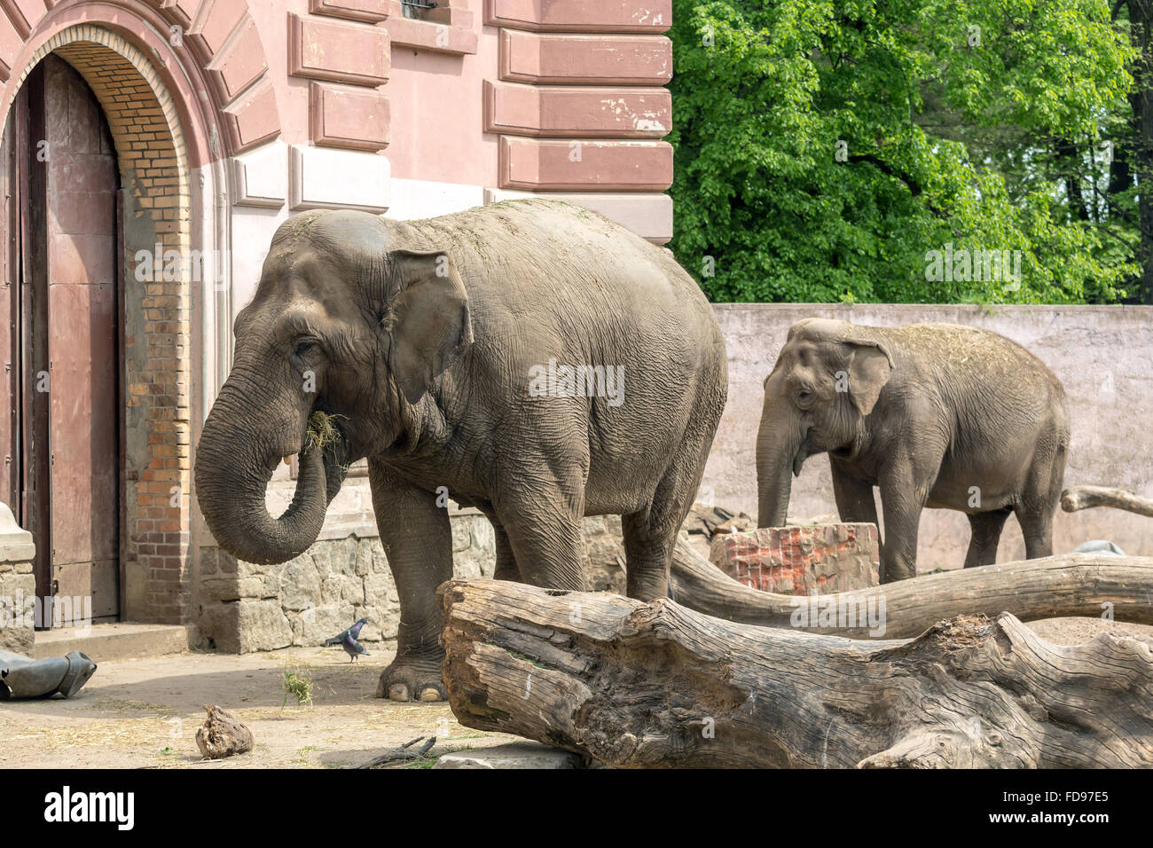 Wroclaw, Polonia, elefante indiano allo zoo di Wroclaw Foto Stock