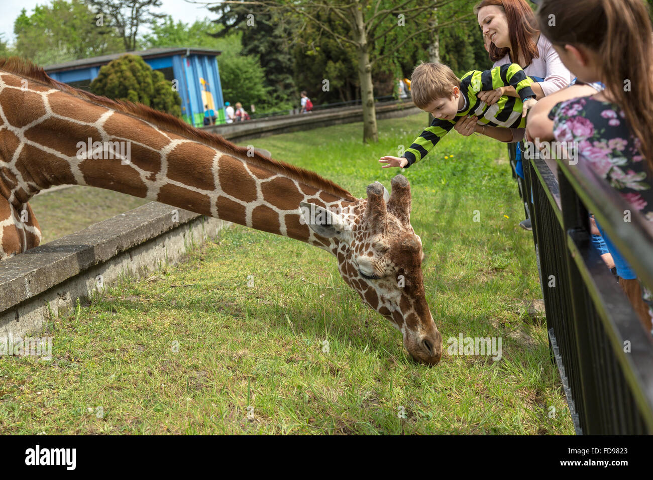 Wroclaw, Polonia, traliccio giraffe allo zoo di Wroclaw Foto Stock