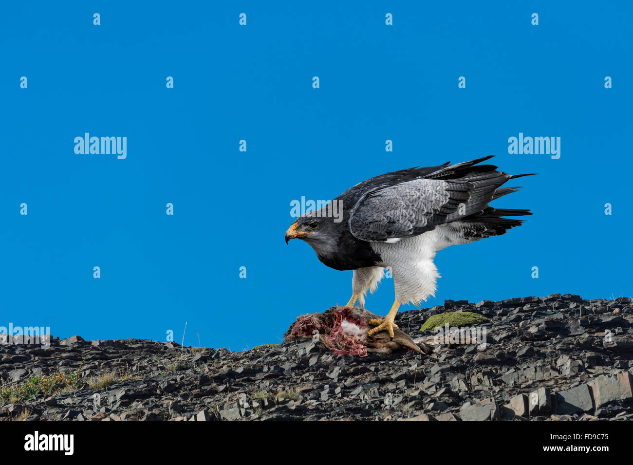 Nero-chested Buzzard-Eagle (Geranoaetus melanoleucus australis) alimentazione a carcassa, Parco Nazionale di Torres del Paine Patagonia cilena, Cile Foto Stock
