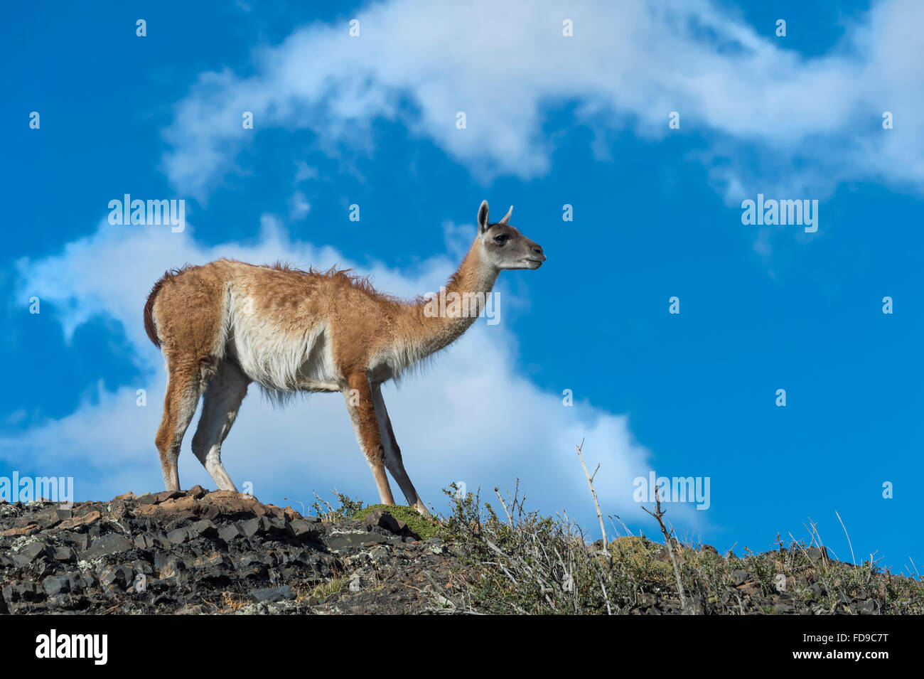 Guanaco (Lama guanicoe) su di un crinale, Parco Nazionale di Torres del Paine Patagonia cilena, Cile Foto Stock