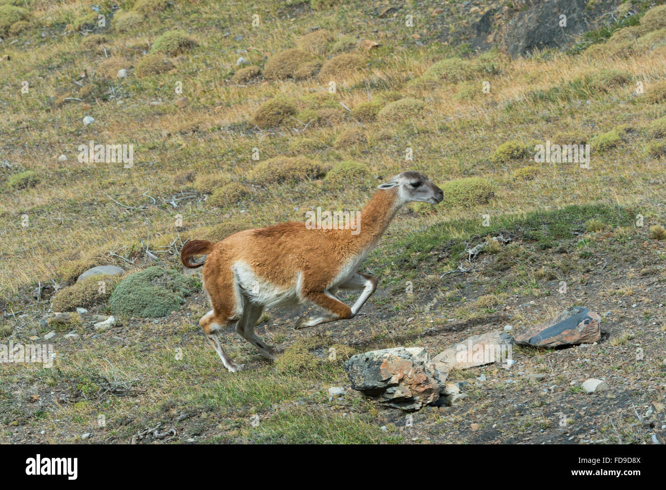 Guanaco (Lama guanicoe) in esecuzione nella steppa, Parco Nazionale di Torres del Paine Patagonia cilena, Cile Foto Stock