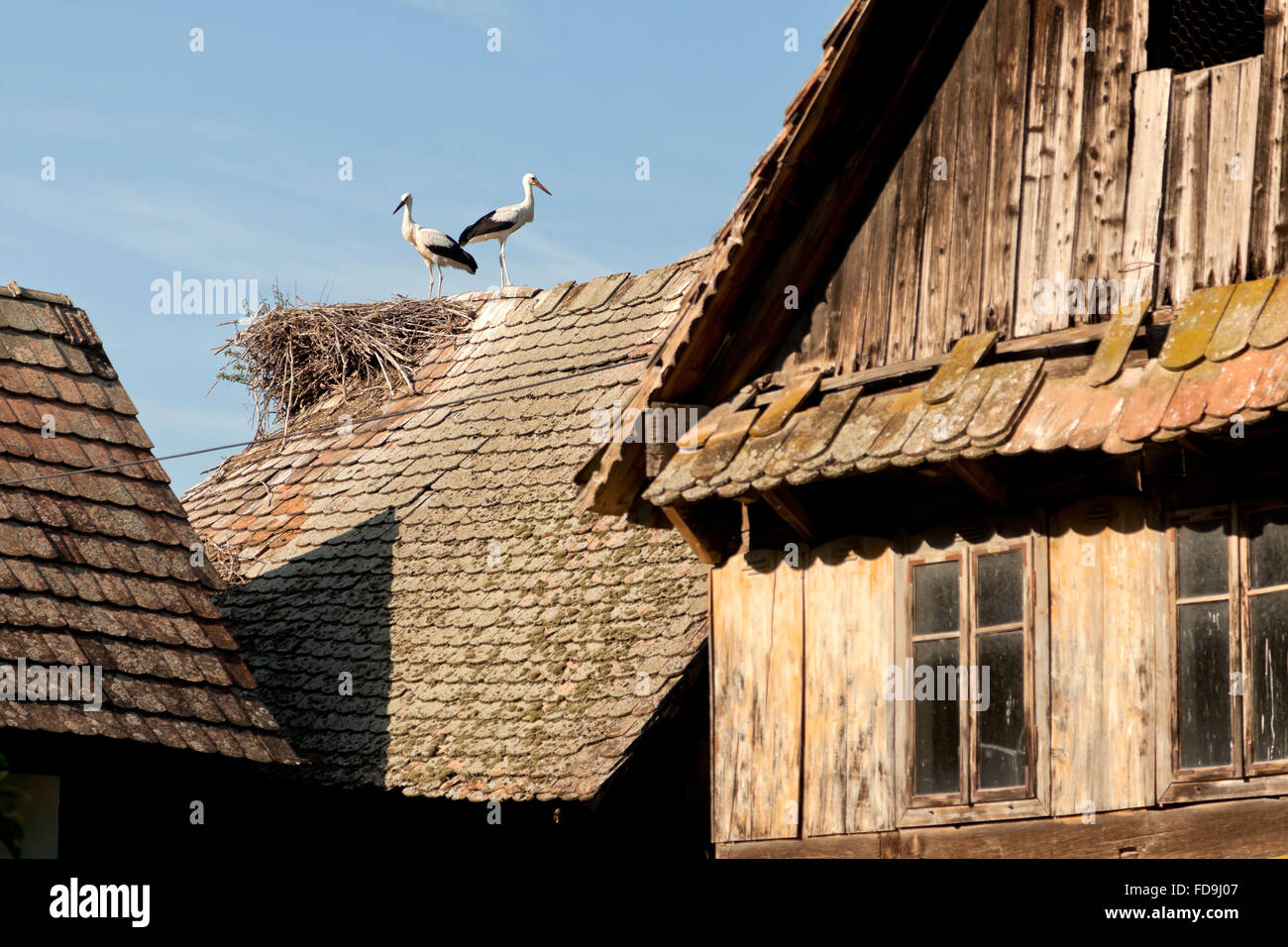 Cigoc, Croazia, cicogne sul tetto di una casa Foto Stock