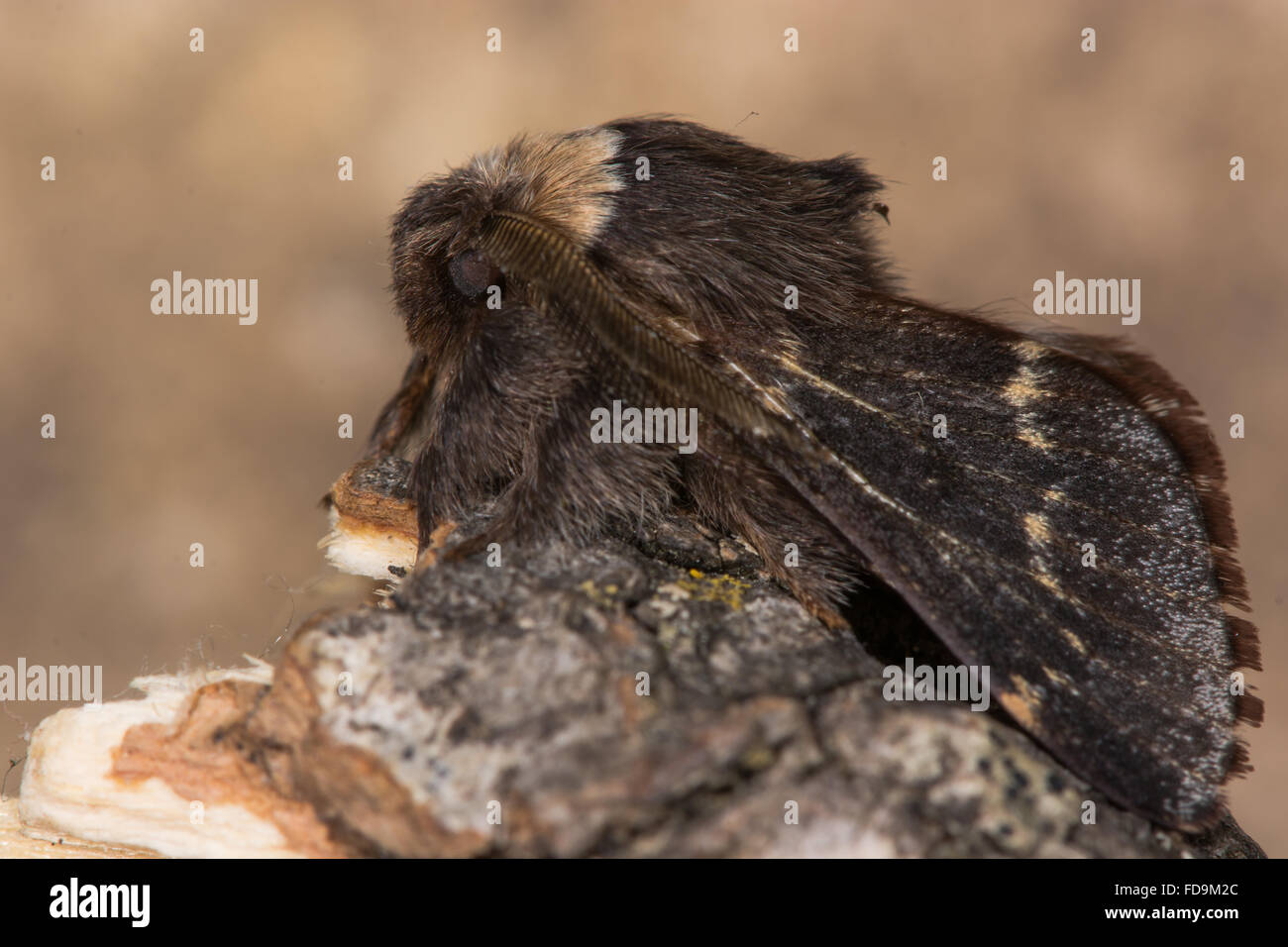 Dicembre tarma (Poecilocampa populi) profilo. Un maschio di tarma trovati in inverno, nella famiglia Lasiocampidae Foto Stock