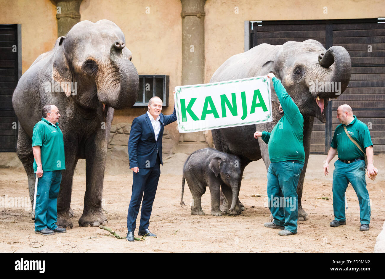 Hagenbeck, Germania. 29 gen, 2016. Elephant custode degli zoo di Hagenbeck Thorsten Koehrmann (L-R), pianista Joja Wendt e zoo membro dello staff Hussein Beyaz presente il nome per lo zoo di giovane elefante Kanja vitello allo zoo di Hagenbeck, Germania, 29 gennaio 2016. Kanja (C) è nato circa due settimane fa. Foto: Daniel Bockwoldt/dpa/Alamy Live News Foto Stock