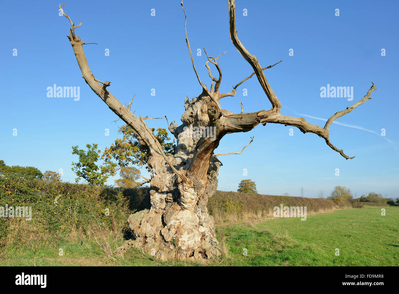 Vecchio Pedunculate (Inglese) Quercia - Quercus robur Foto Stock