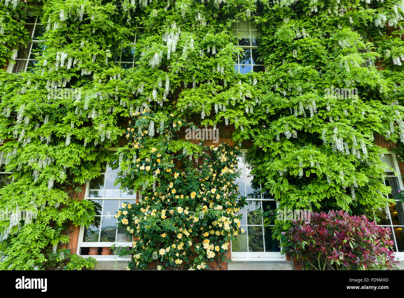 Facciata di un palazzo del XIX secolo Gloucestershire country house a inizio estate, rigogliosa ricoperta con il glicine e rose rampicanti Foto Stock