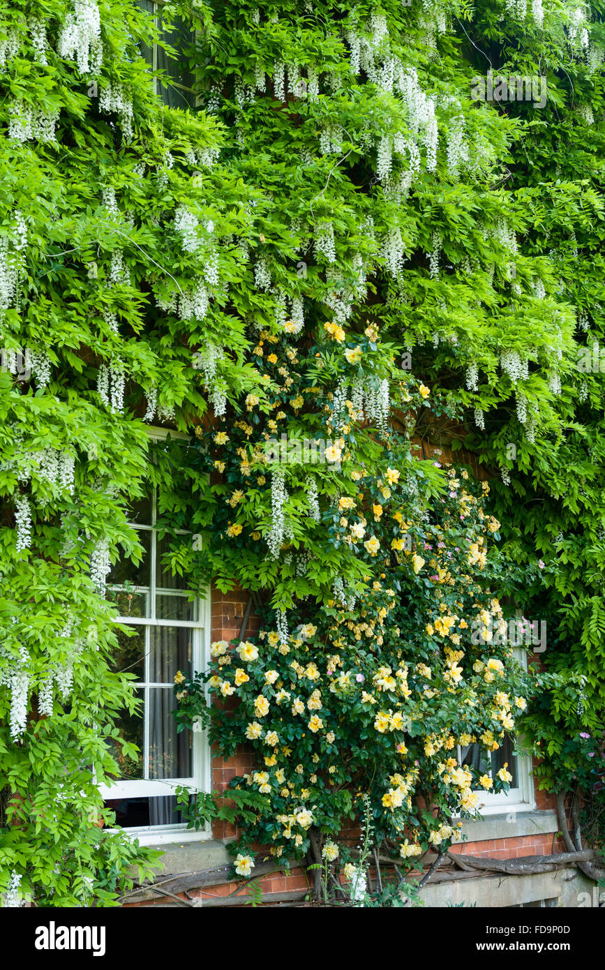 Facciata di un palazzo del XIX secolo Gloucestershire country house a inizio estate, rigogliosa ricoperta con il glicine e rose rampicanti Foto Stock