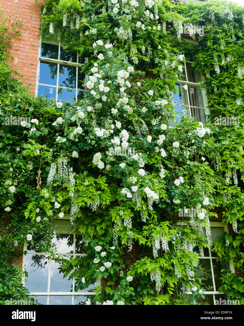 Facciata di un palazzo del XIX secolo Gloucestershire country house a inizio estate, rigogliosa ricoperta con il glicine e rose rampicanti Foto Stock