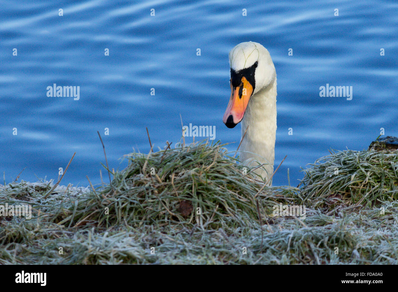 Swan peeking su un bordo del Loch Foto Stock