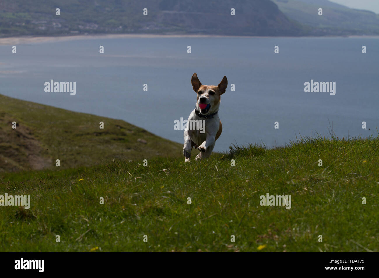 Con il mare in background Pip gioca palla sul Great Orme su Llandudno Foto Stock