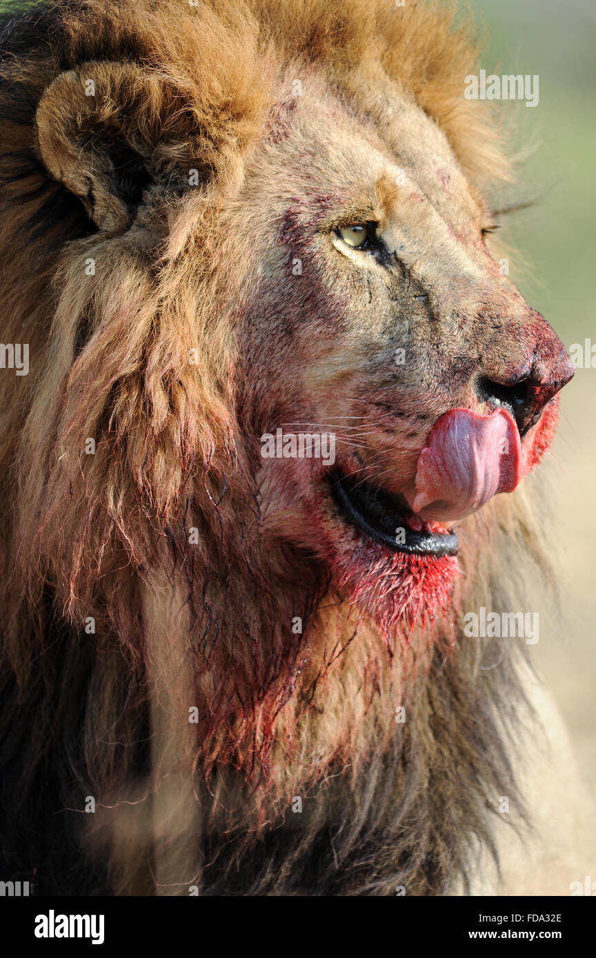 Ritratto di un maschio di leone (panthera leo) con carni rosse lechwe uccidere in Moremi National Park (area di Khwai), Botswana Foto Stock