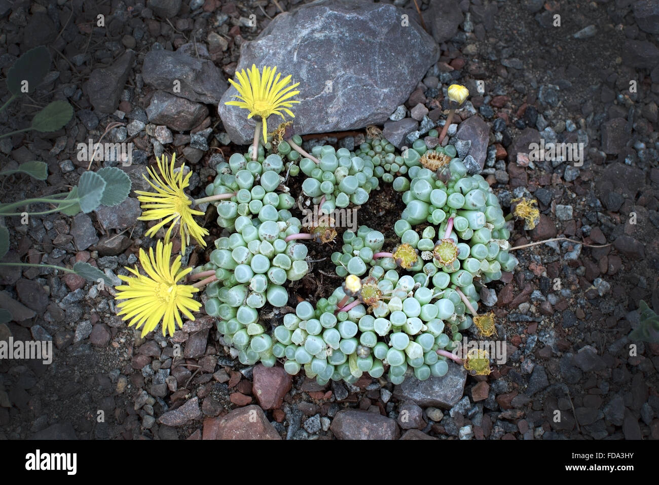 Giallo subtropicale fiori succulenti Fenestraria rhopalophylla Baby dita fioritura in ghiaia Foto Stock