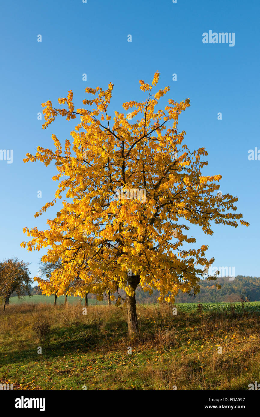 Ciliegio selvatico (Prunus avium), Orchard in autunno, Turingia, Germania Foto Stock