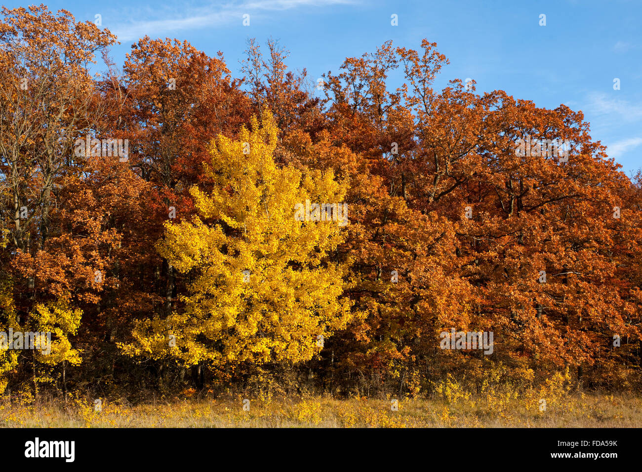 Bosco in autunno con giallo aspen (Populus tremula), Parco Nazionale Hainich, Turingia, Germania Foto Stock