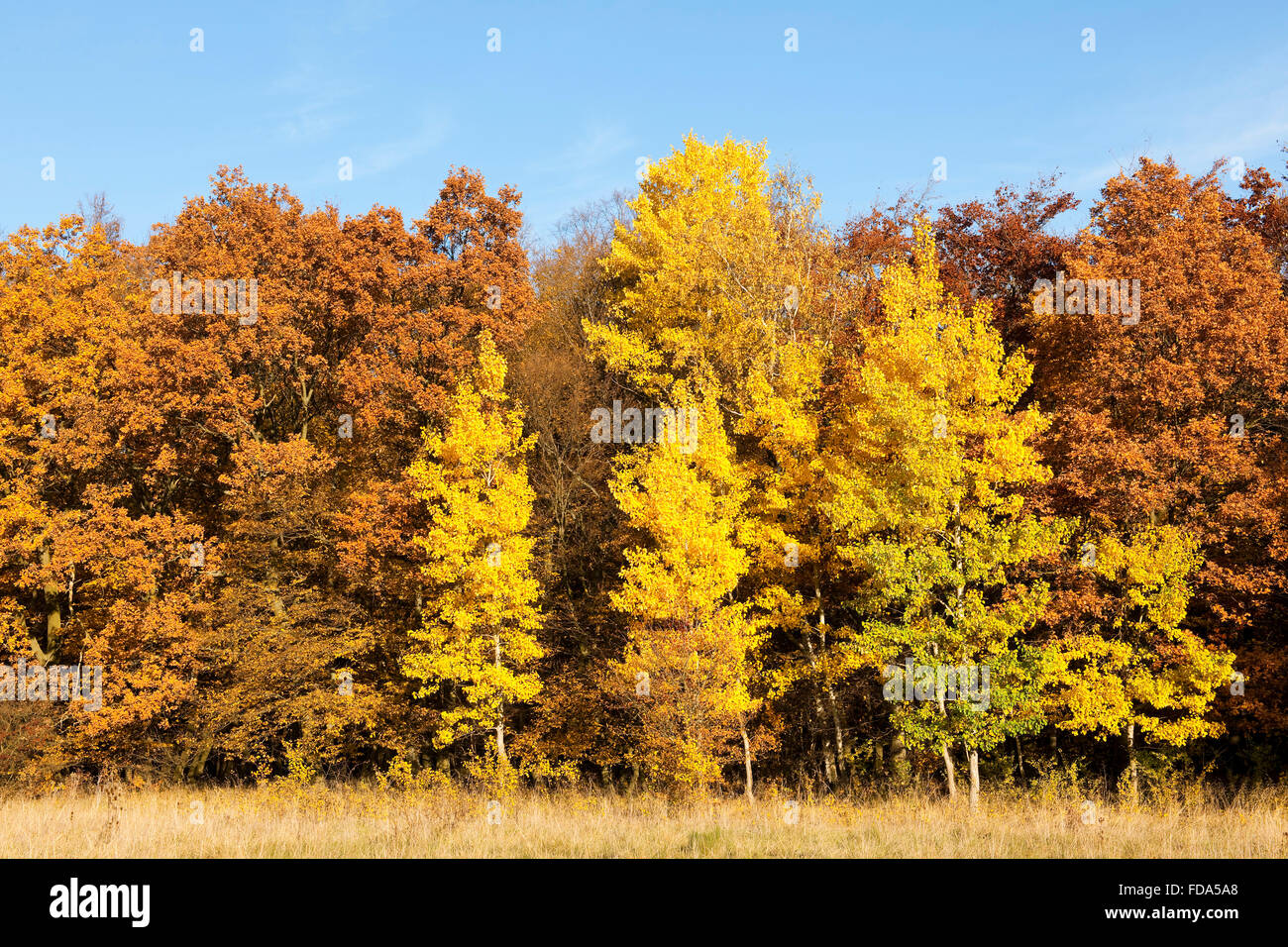 Bosco in autunno con giallo aspens (Populus tremula), Parco Nazionale Hainich, Turingia, Germania Foto Stock