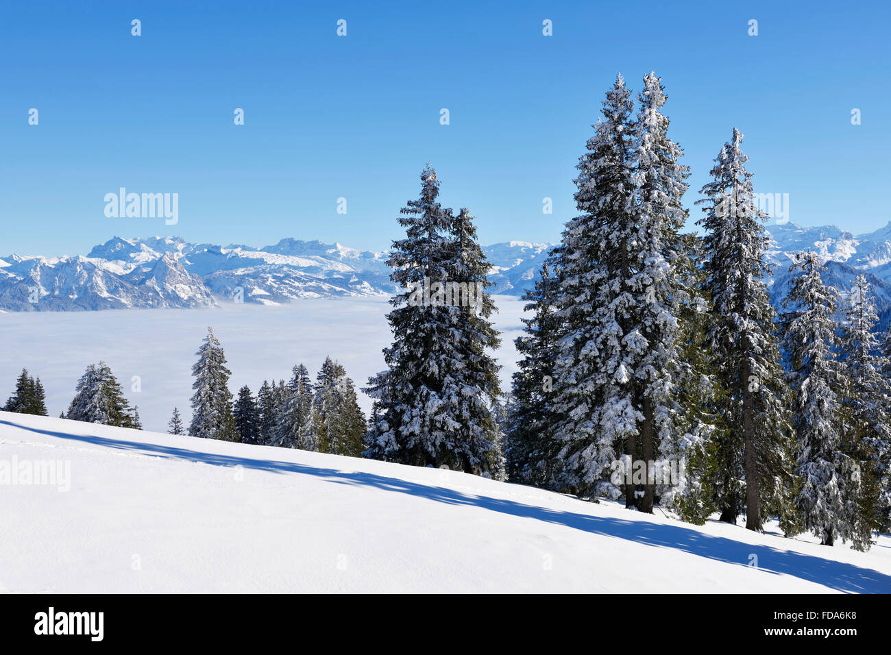 Snowy bosco di abeti sopra le nuvole, central Alpi Svizzere dietro, Rigi, Canton Svitto, Svizzera Foto Stock