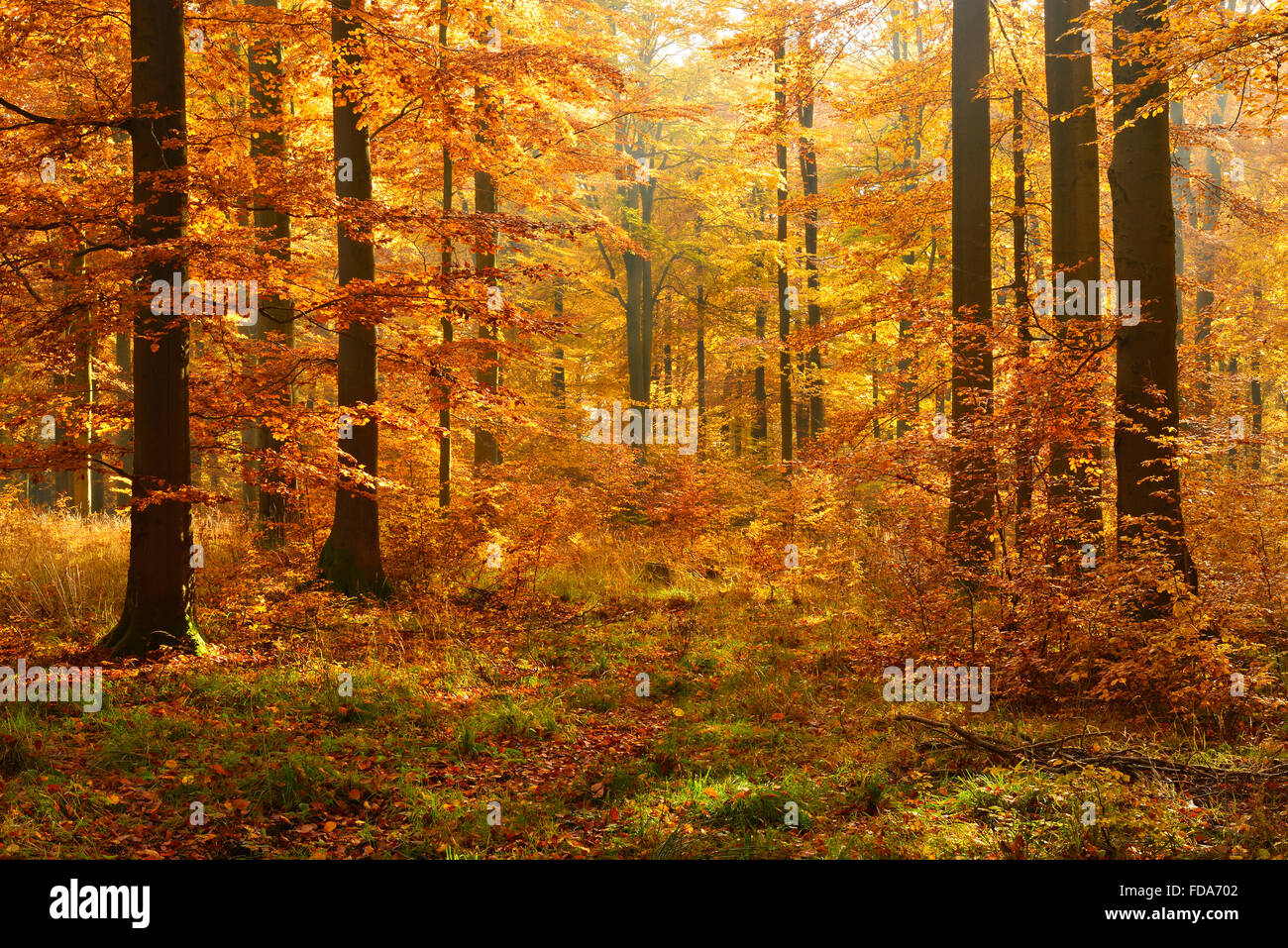 Sunny faggio (Fagus sp.) foresta in autunno, Harz, Sassonia-Anhalt, Germania Foto Stock