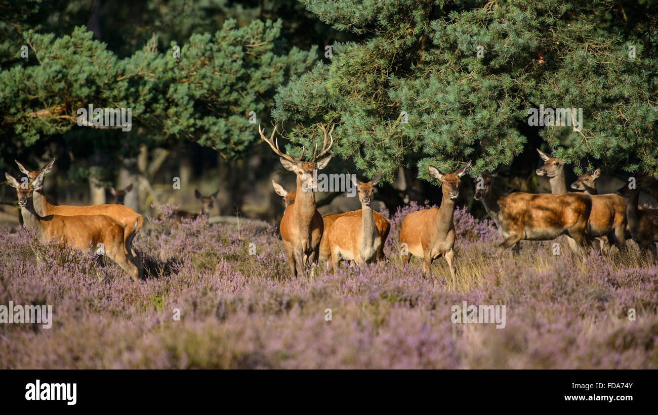 Allevamento di cervi rossi lasciando i boschi di mangimi nel campo di erica viola Foto Stock