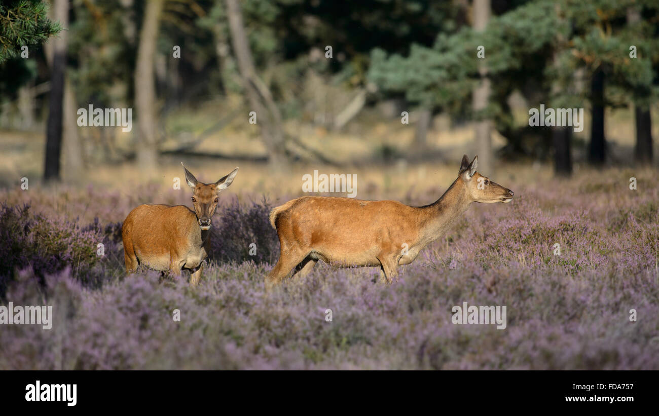 Due cervi rossi non in fioritura di Heather Foto Stock