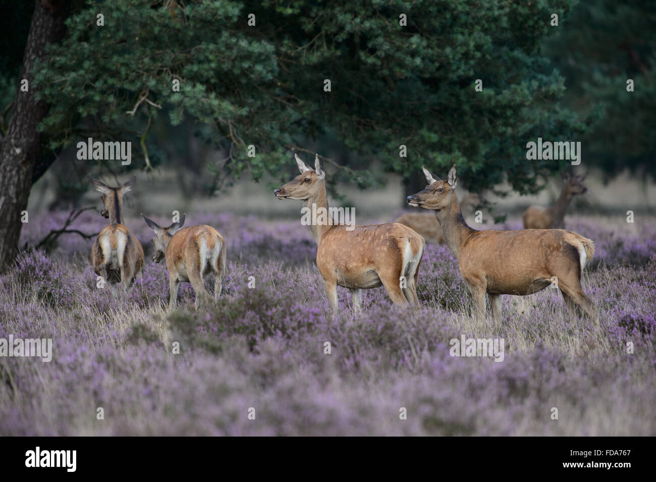 Allevamento di cervi rossi non in fioritura viola heather Foto Stock